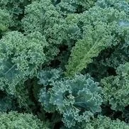 curly kale.jpg