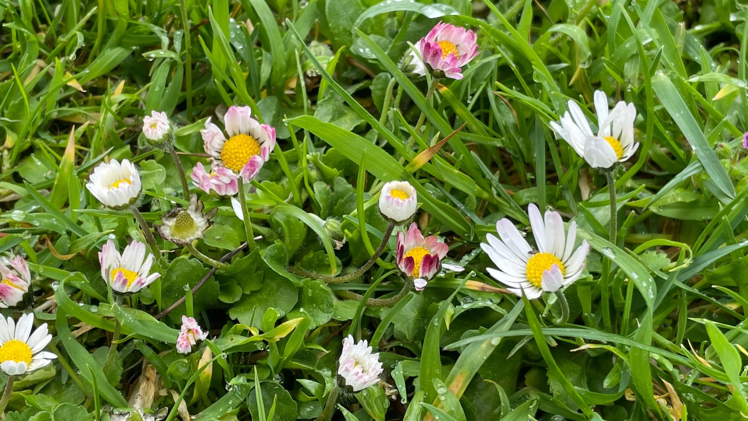 Chanter, c’est célébrer le jeu infini des relations vivantes