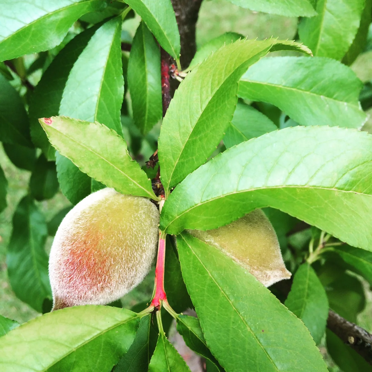 I checked on my peaches almost every day