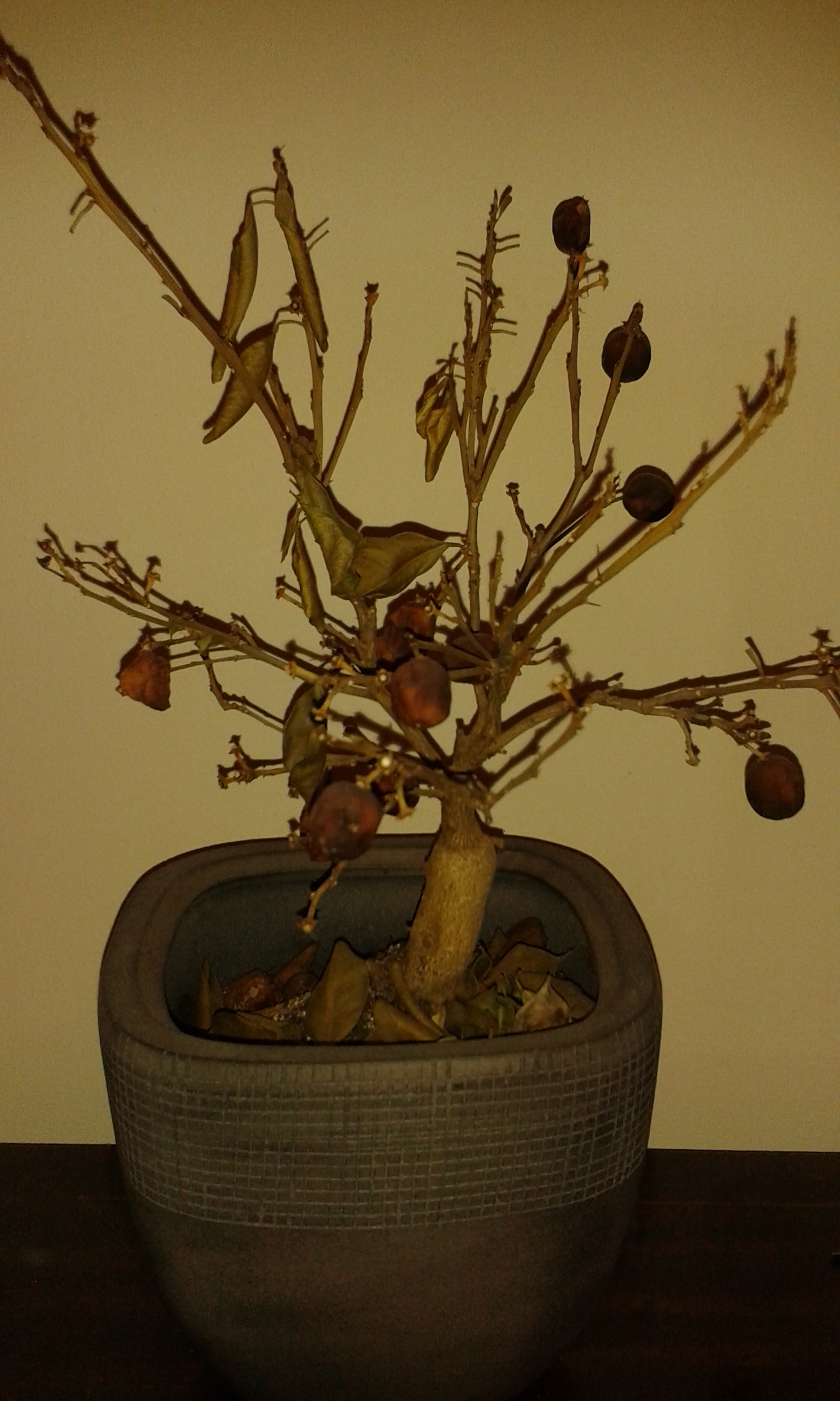A housewarming gift. Honestly, it barely survived the housewarming let alone the following 12 months.