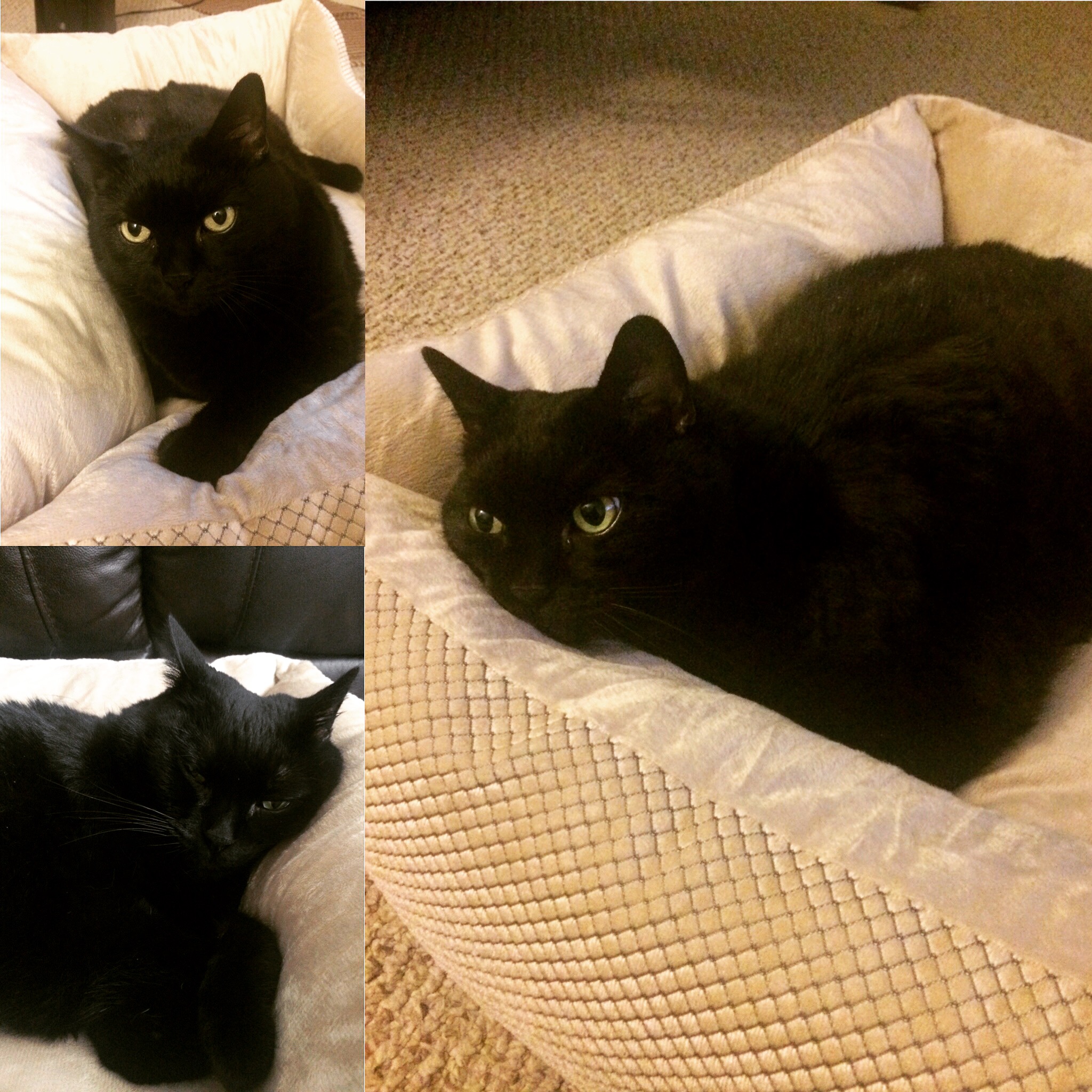 Coz getting comfortable in her new queenly ass bed. 