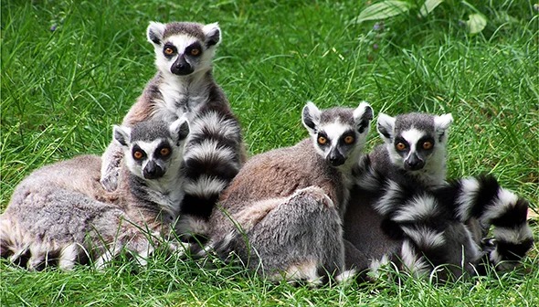 lemurs.jpg