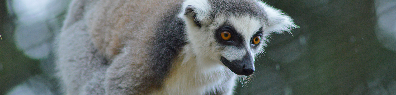 lemur3.png