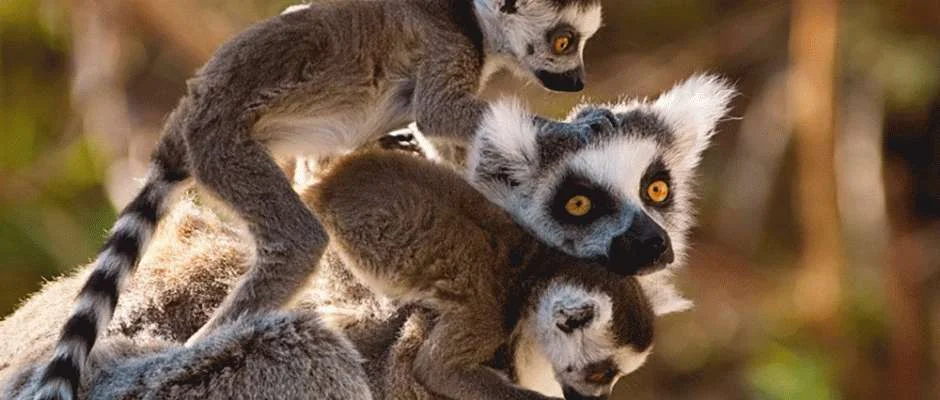 lemur-family.jpg