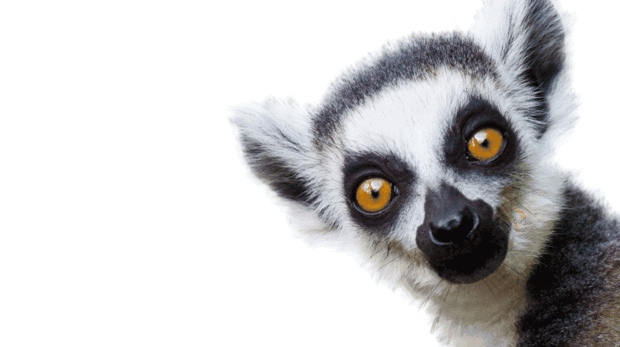 lemur_blink.gif