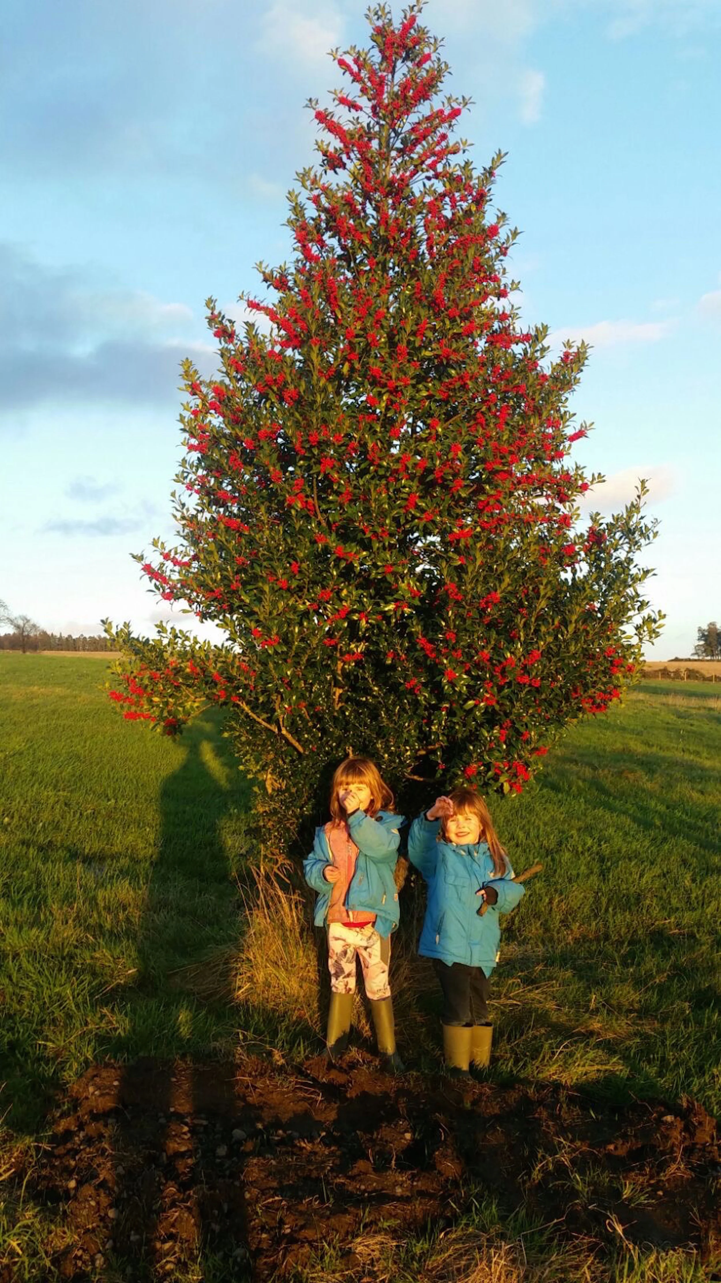 Members of the Character Christmas Trees team taking some well-needed R&R under a fruiting holly.