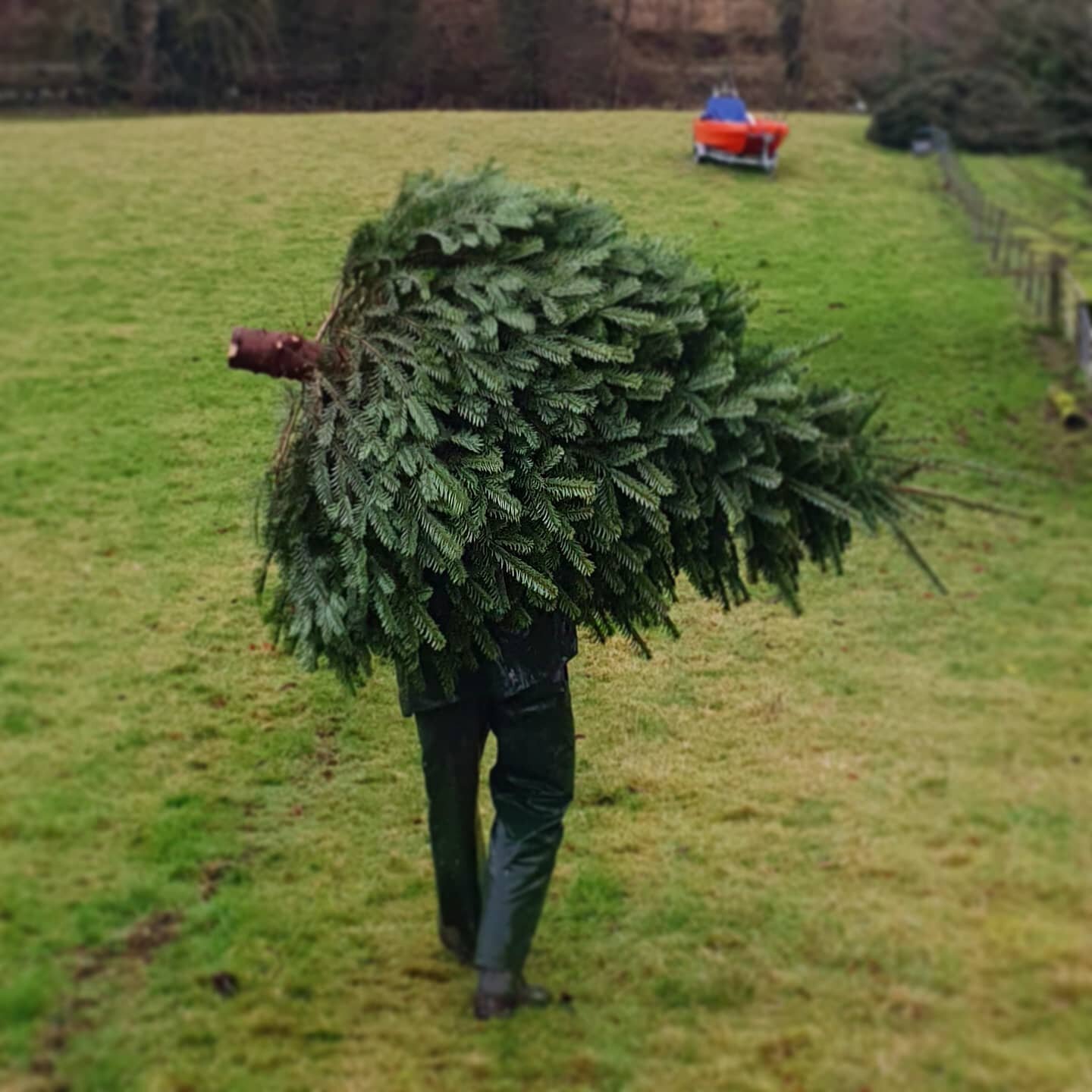 Another tree cut fresh from the field, ready for its new home...delivering it this way might take a while though so thankfully we have a courier that can travel nationwide!
.
.
.
#characterchristmastrees #christmasdelivered #nordmann #nondrop #christ