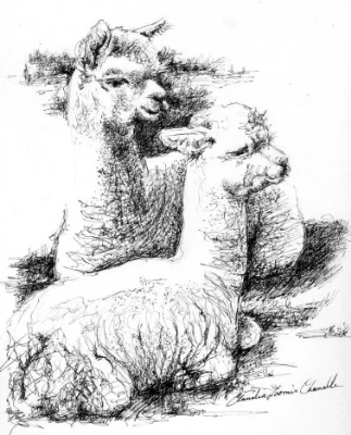 alpaca pups (2).jpg
