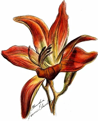 lily (326x400).jpg