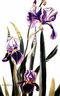 PURPLE IRIS (249x400).jpg