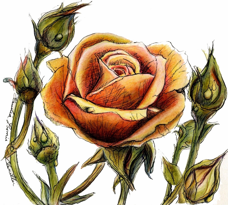 apricot rose (800x720).jpg