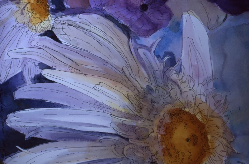 DAISY-1 (800x529).jpg