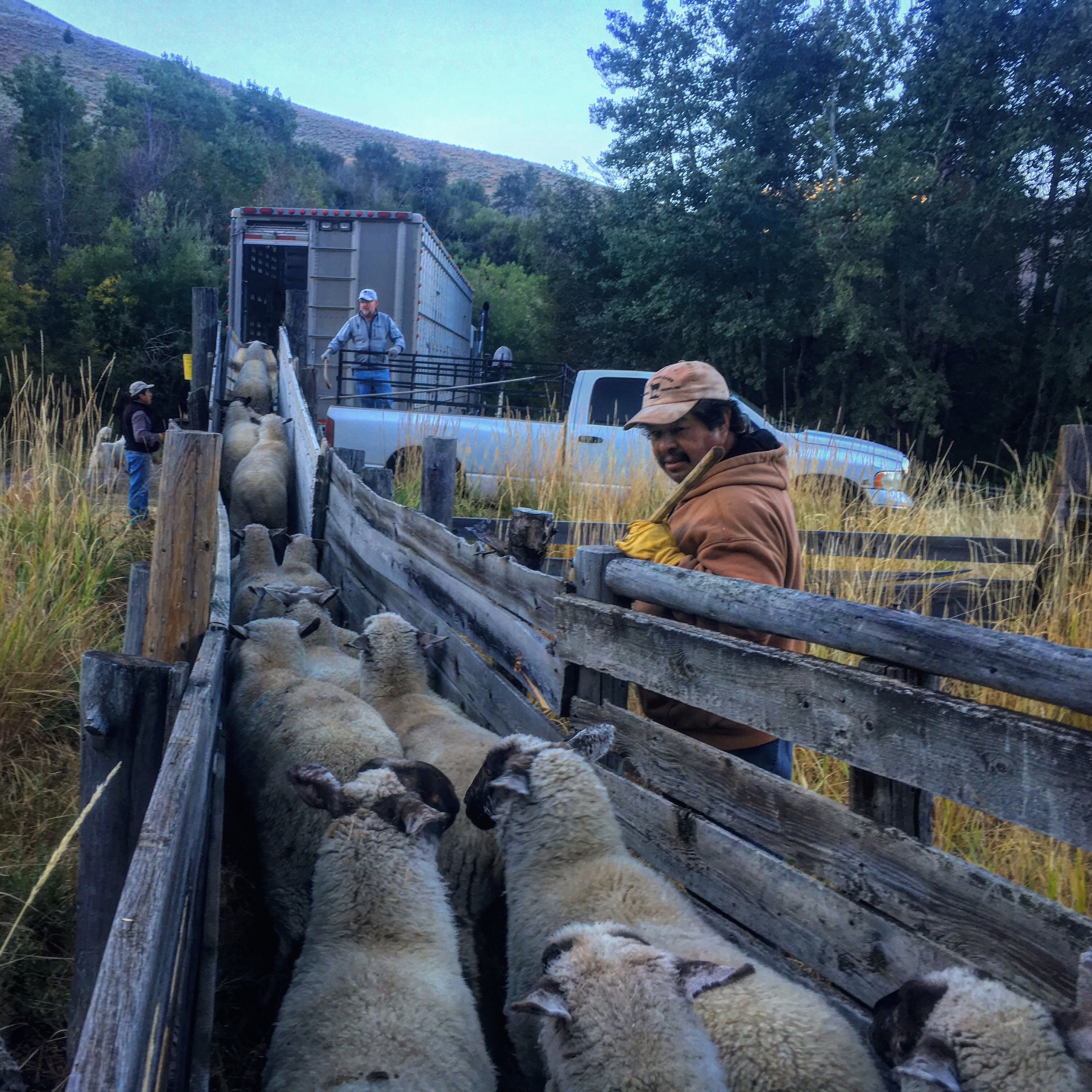  Fall 2016 - Helping with shipping for Lava Lake Lamb in Fish Creek of the foothills of the Pioneer Mountains near Carey, Idaho. 