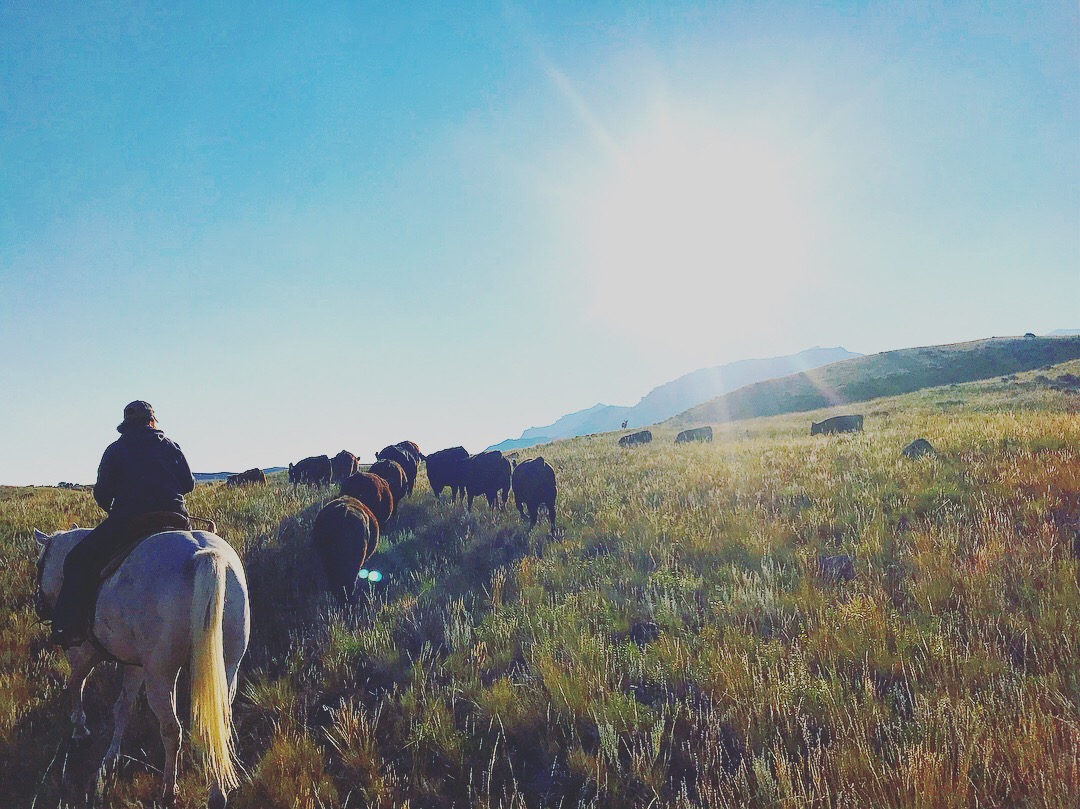  Summer 2018 - Moving cows out the South Fork. 