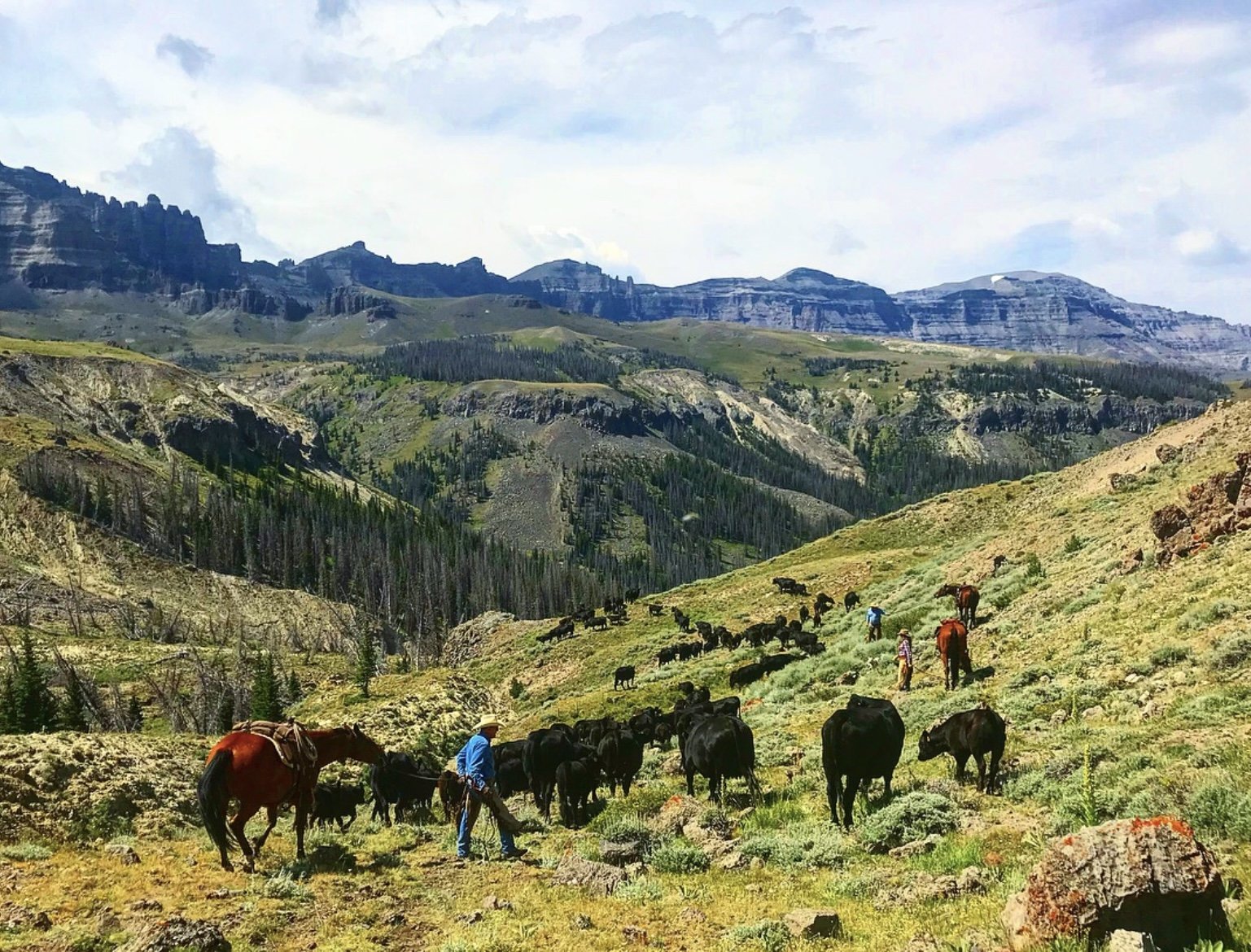  Summer 2018 - Moving cattle during one of our pre-field season “meetings”. 