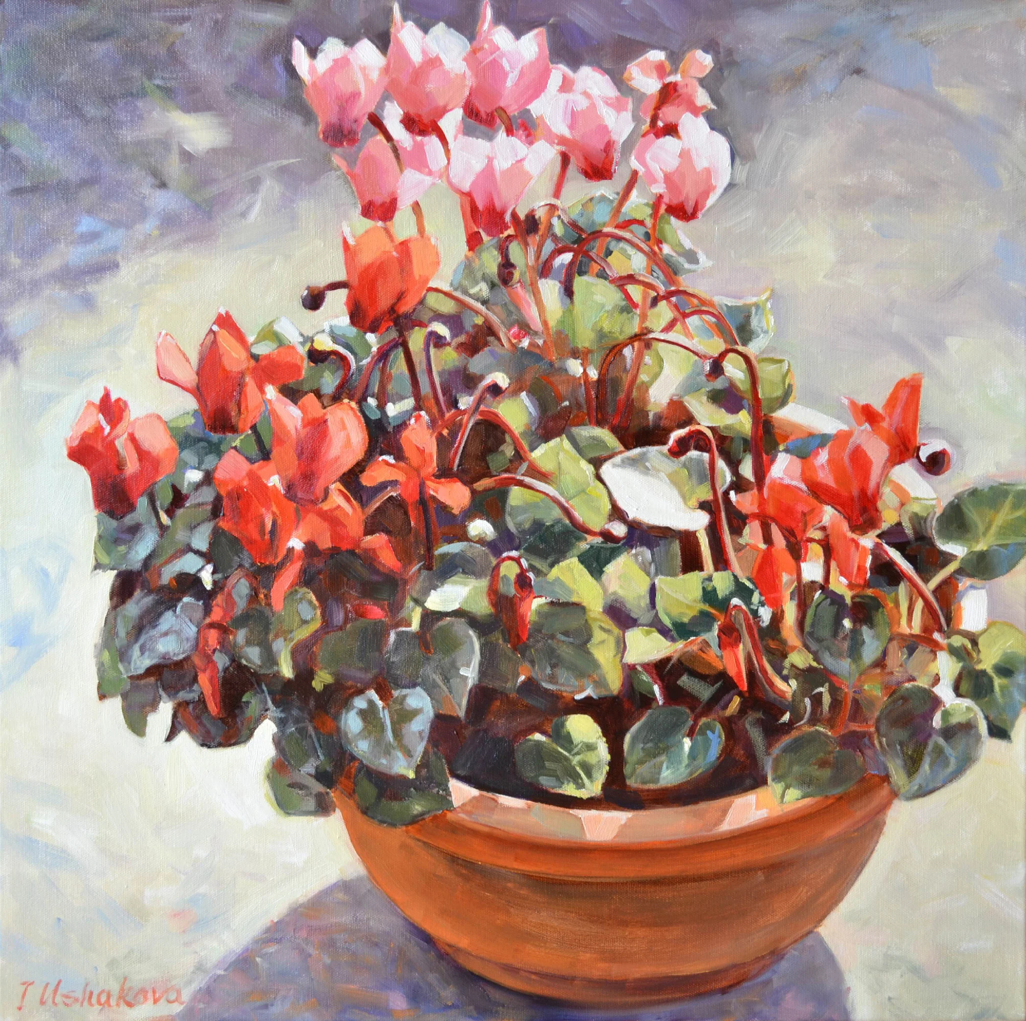 Ushakova, Cyclamens