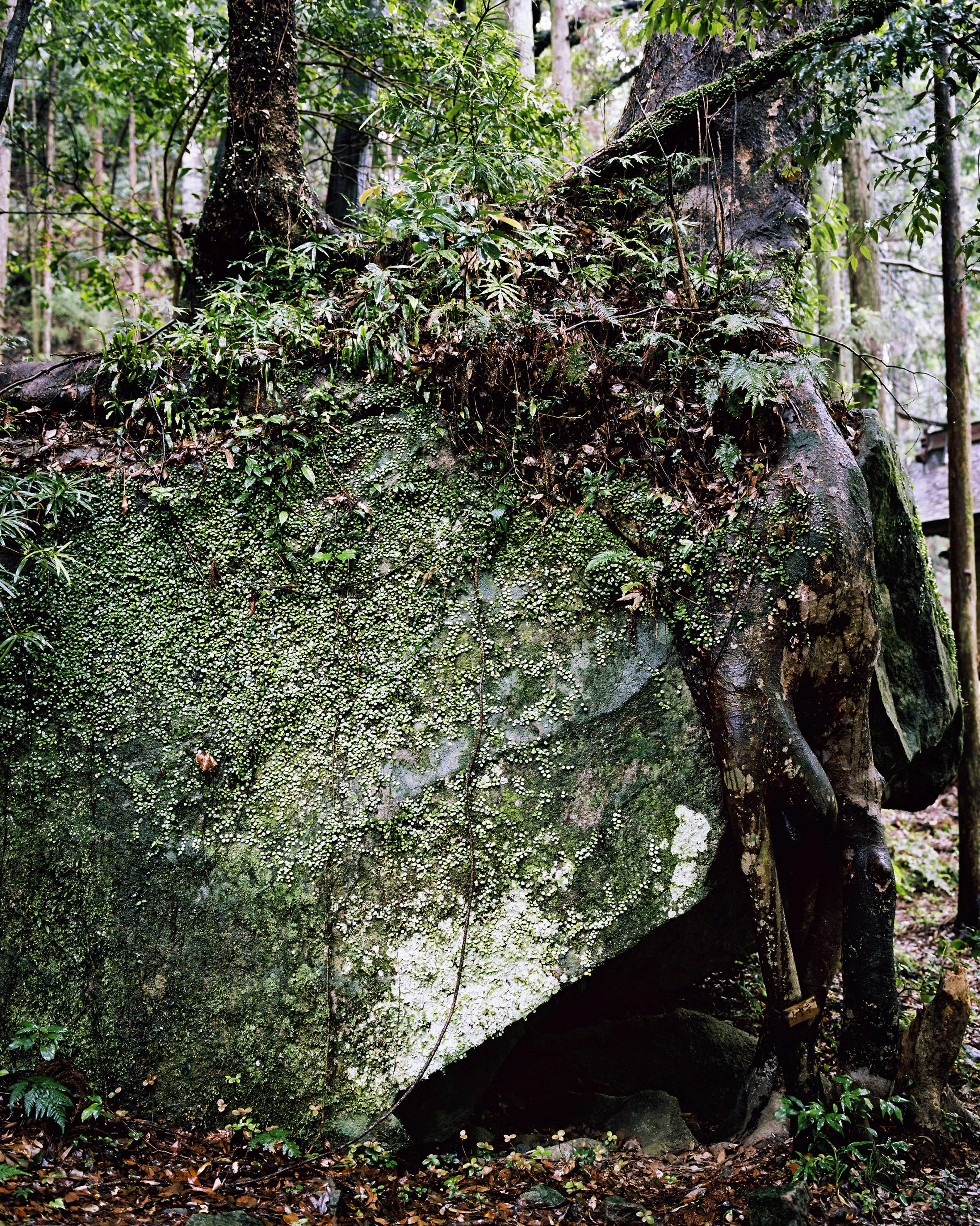 Kumano_Kodo_Mariluz_Vidal_05.jpg