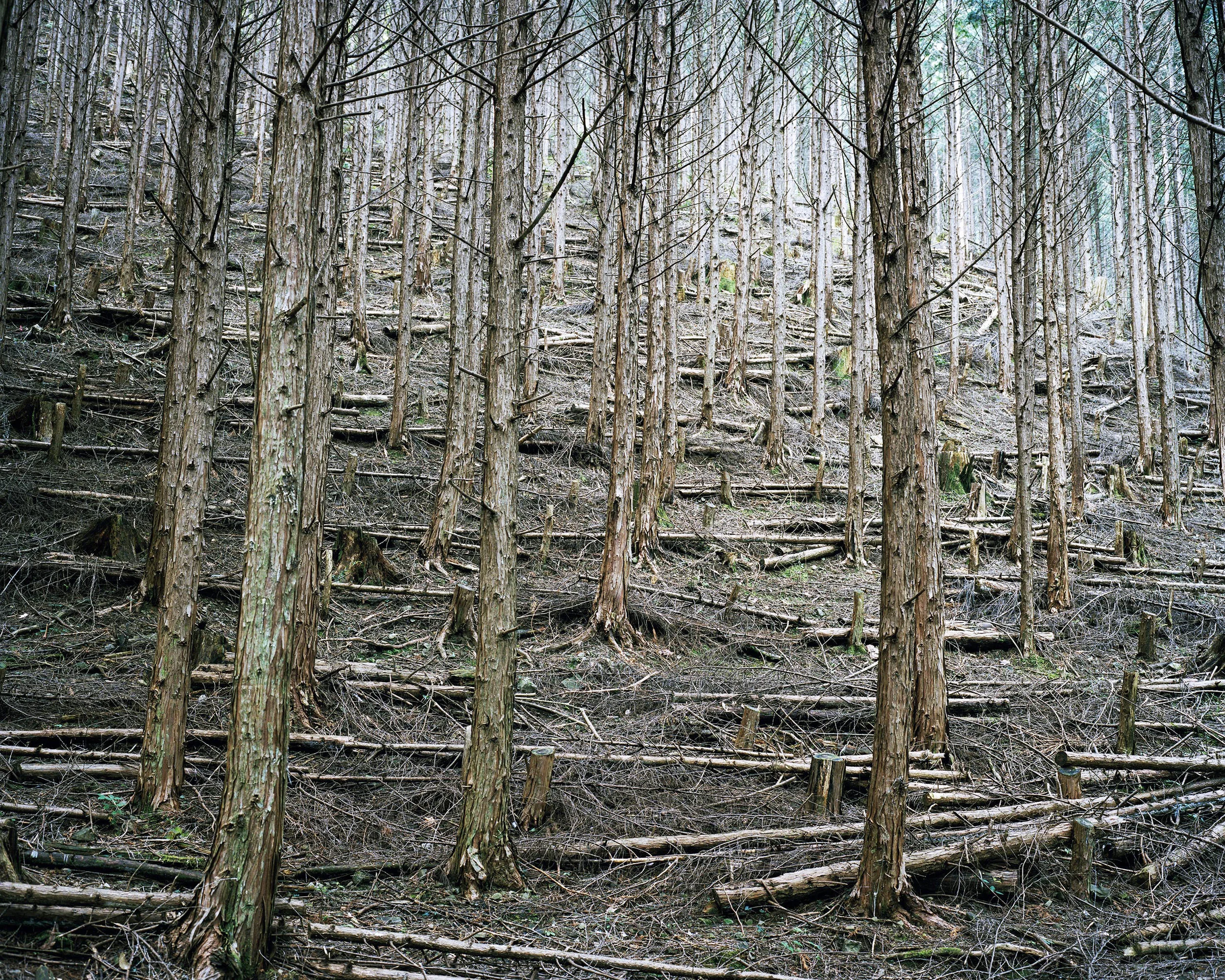 Kumano_Kodo_Mariluz_Vidal_08.jpg