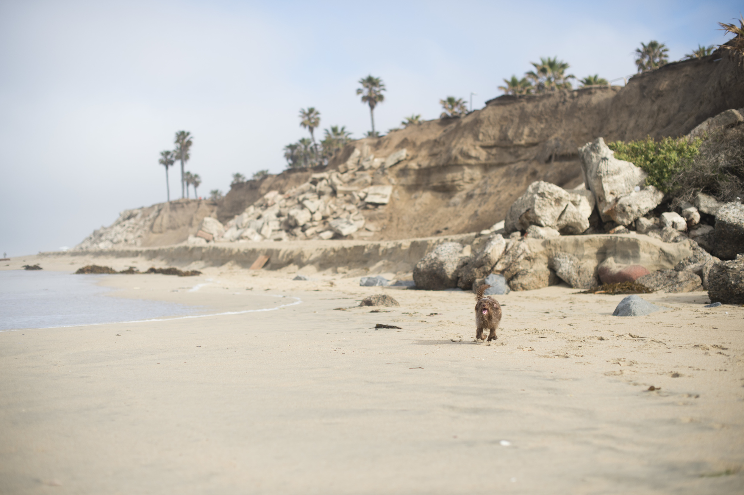 Dog beach is what we have been looking foward to the most to see our dog Ninnie run on the long beaches of California 