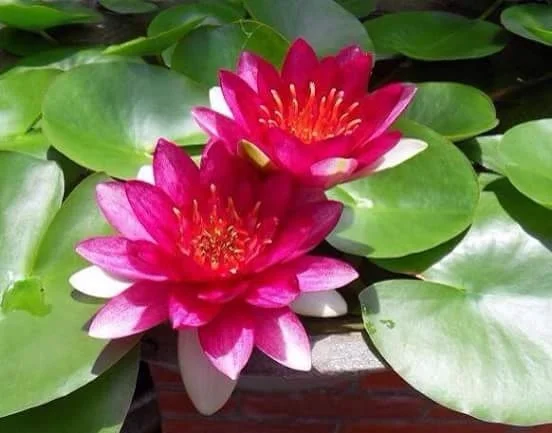 image_2-lotus.jpg