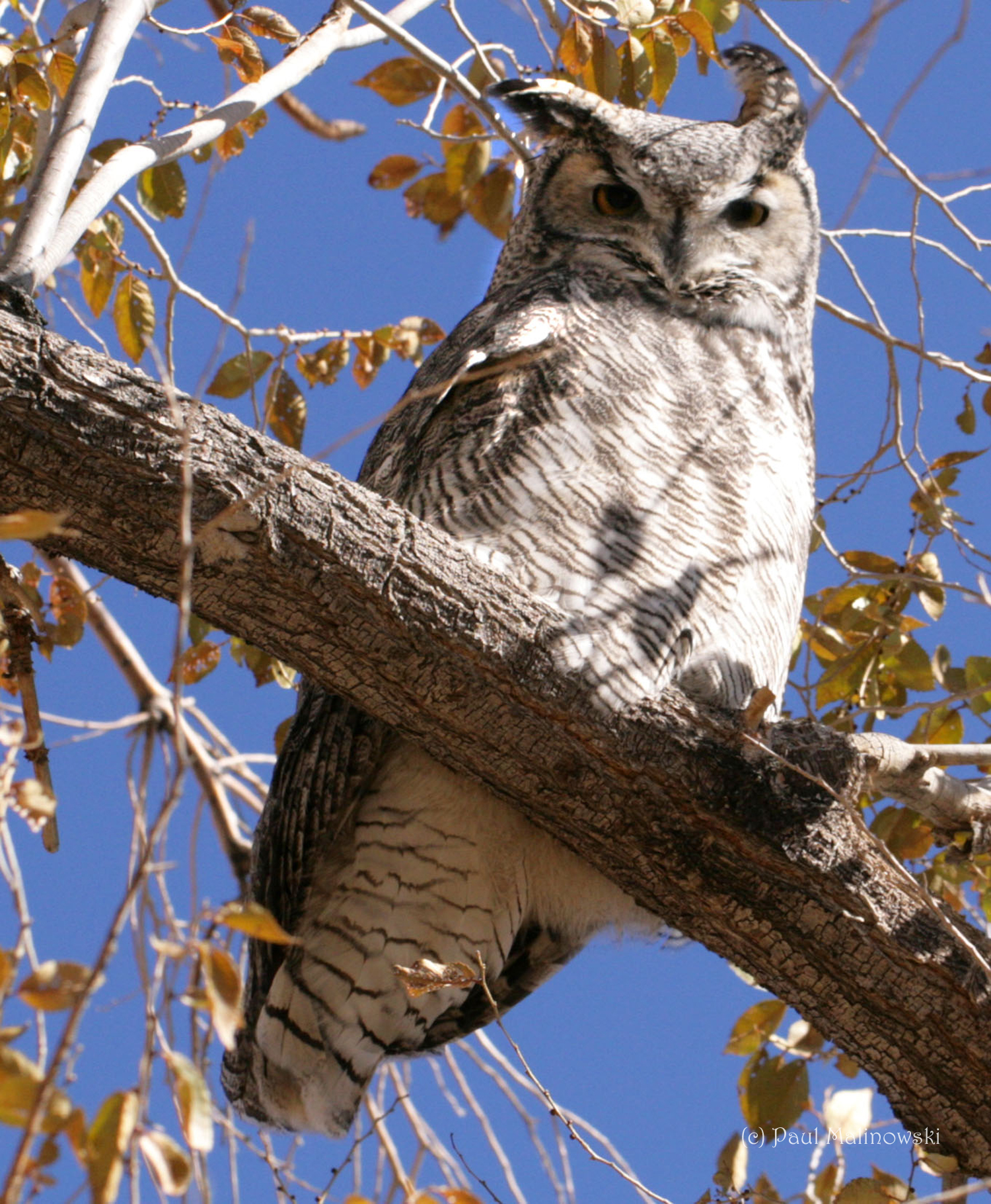 great_horned_owl