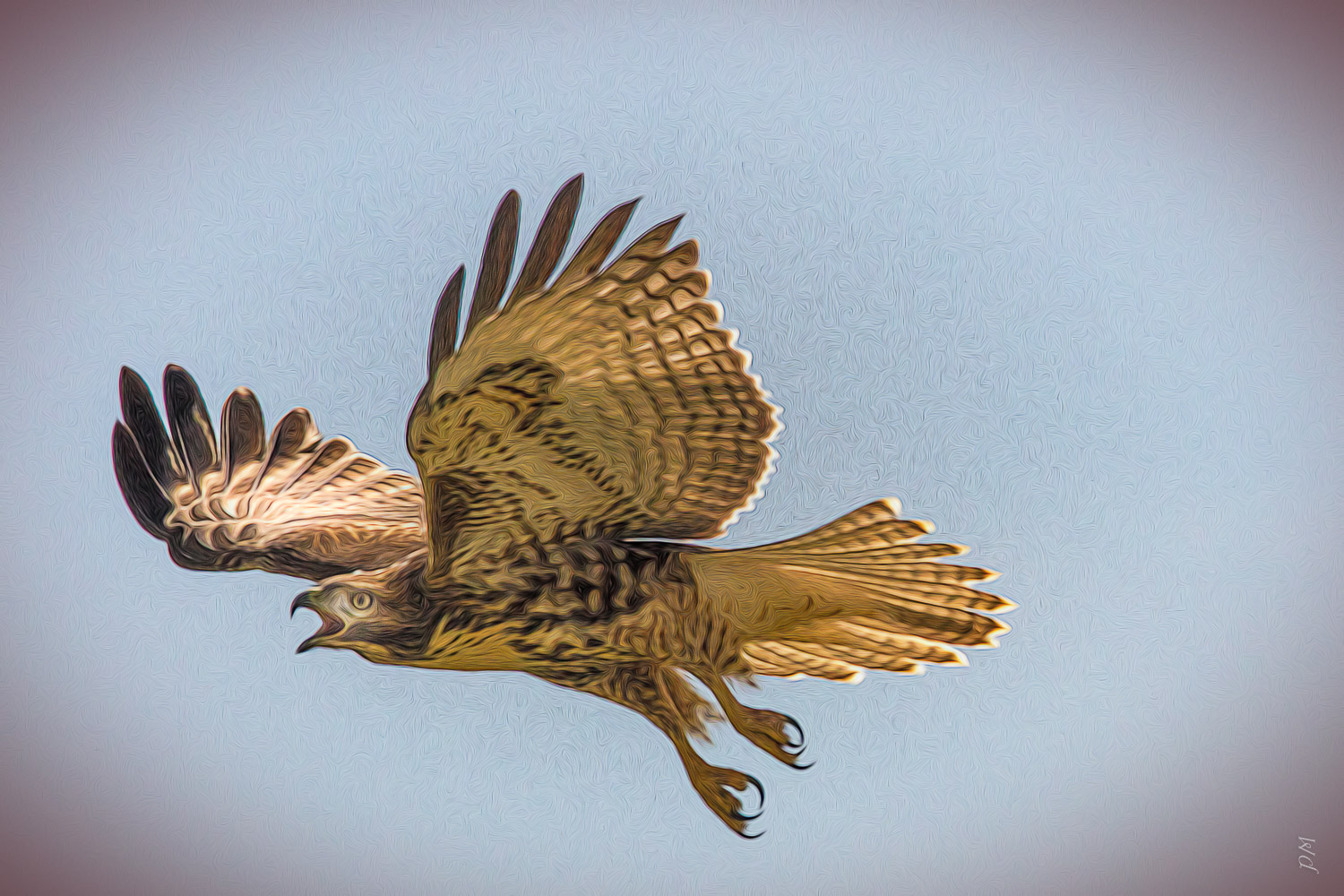 hawk_in_flight