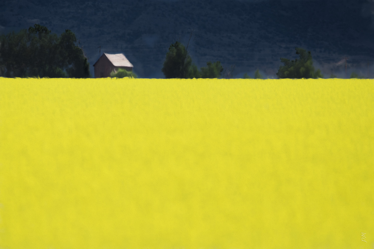 mustard_field