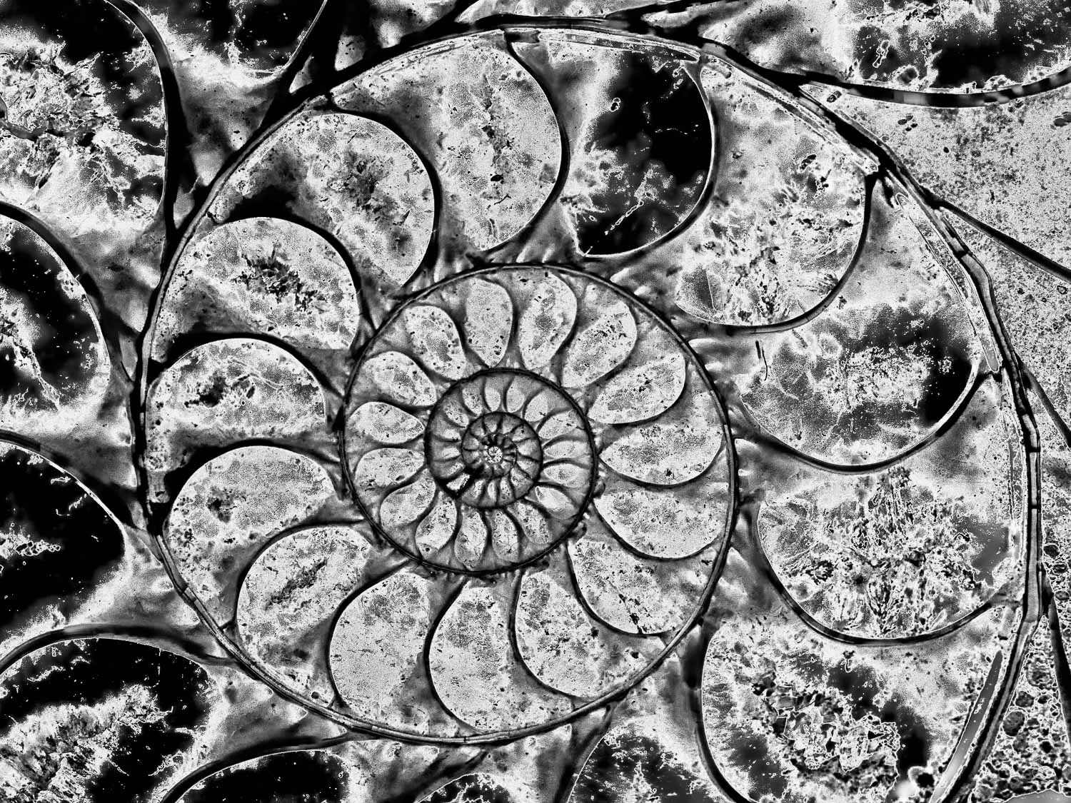 nautilus