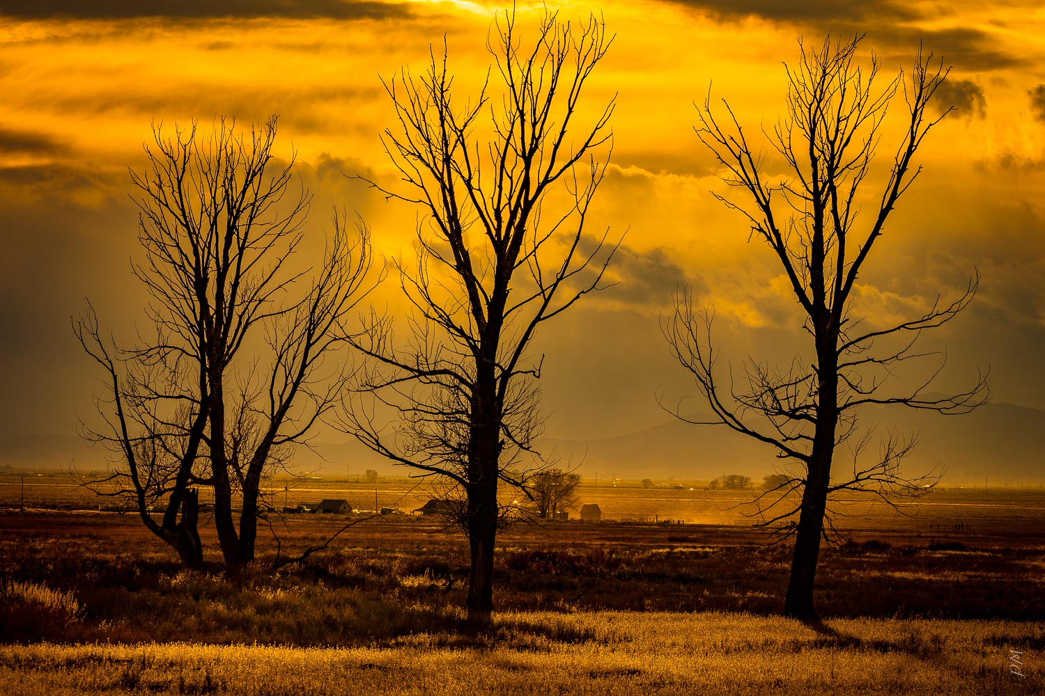 valley trees