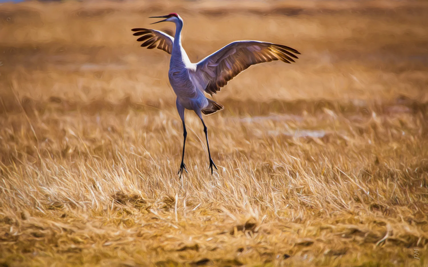My annual trip to Monte Vista, CO for the sandhill crane migration yielded this fun shot of a "joyful" crane doing his courtship dance. Hey, I was impressed!