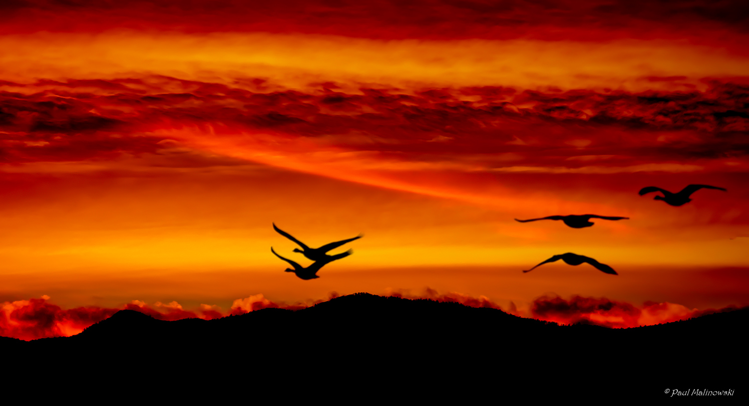 Geese at Sunset.jpg