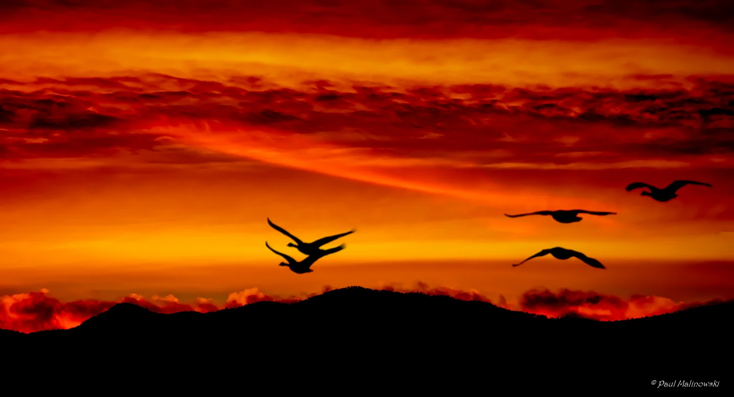 Geese at Sunset.jpg