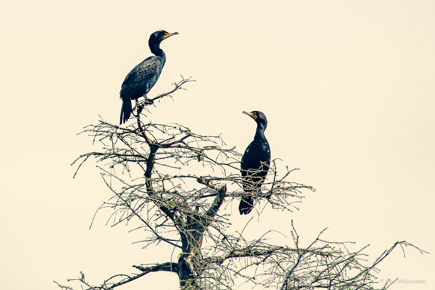 cormorant corner