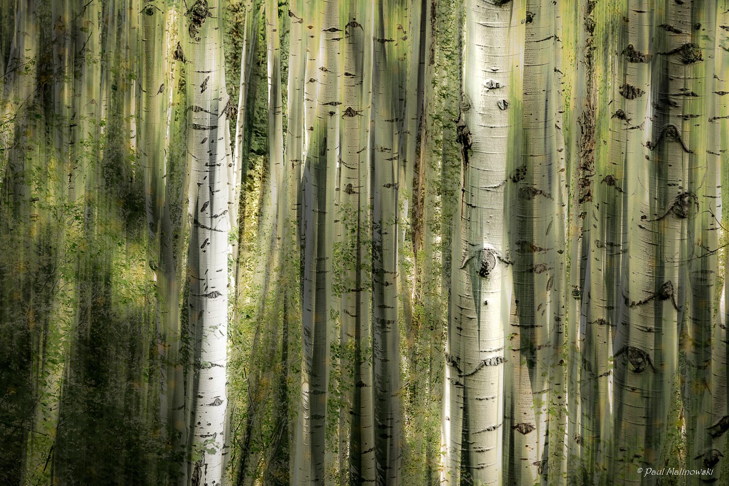 wild aspens