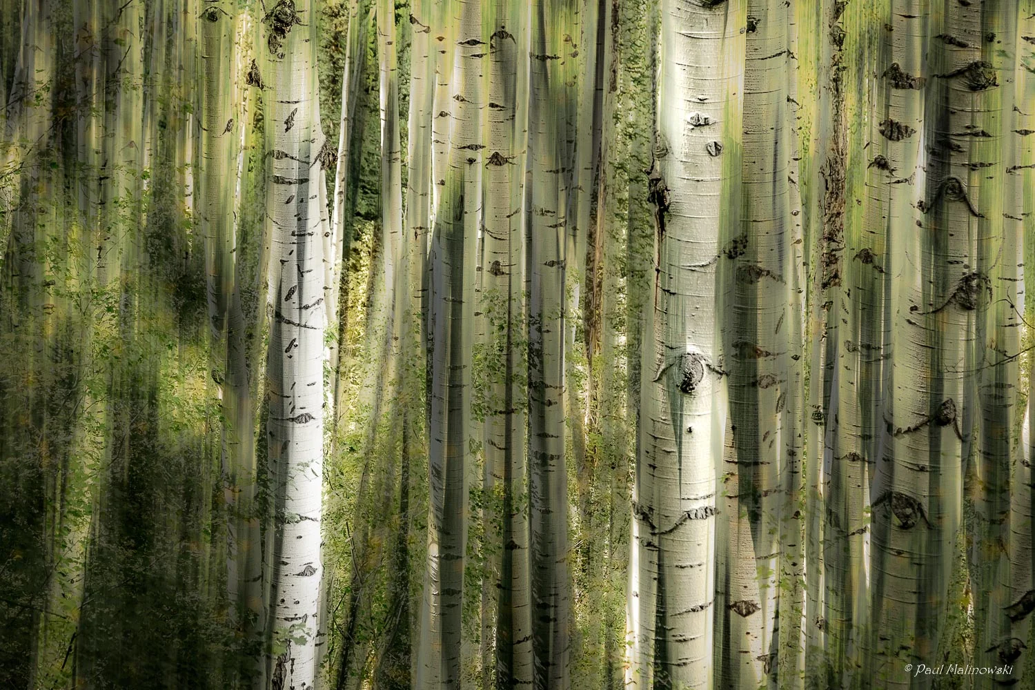Wild Aspens.jpg