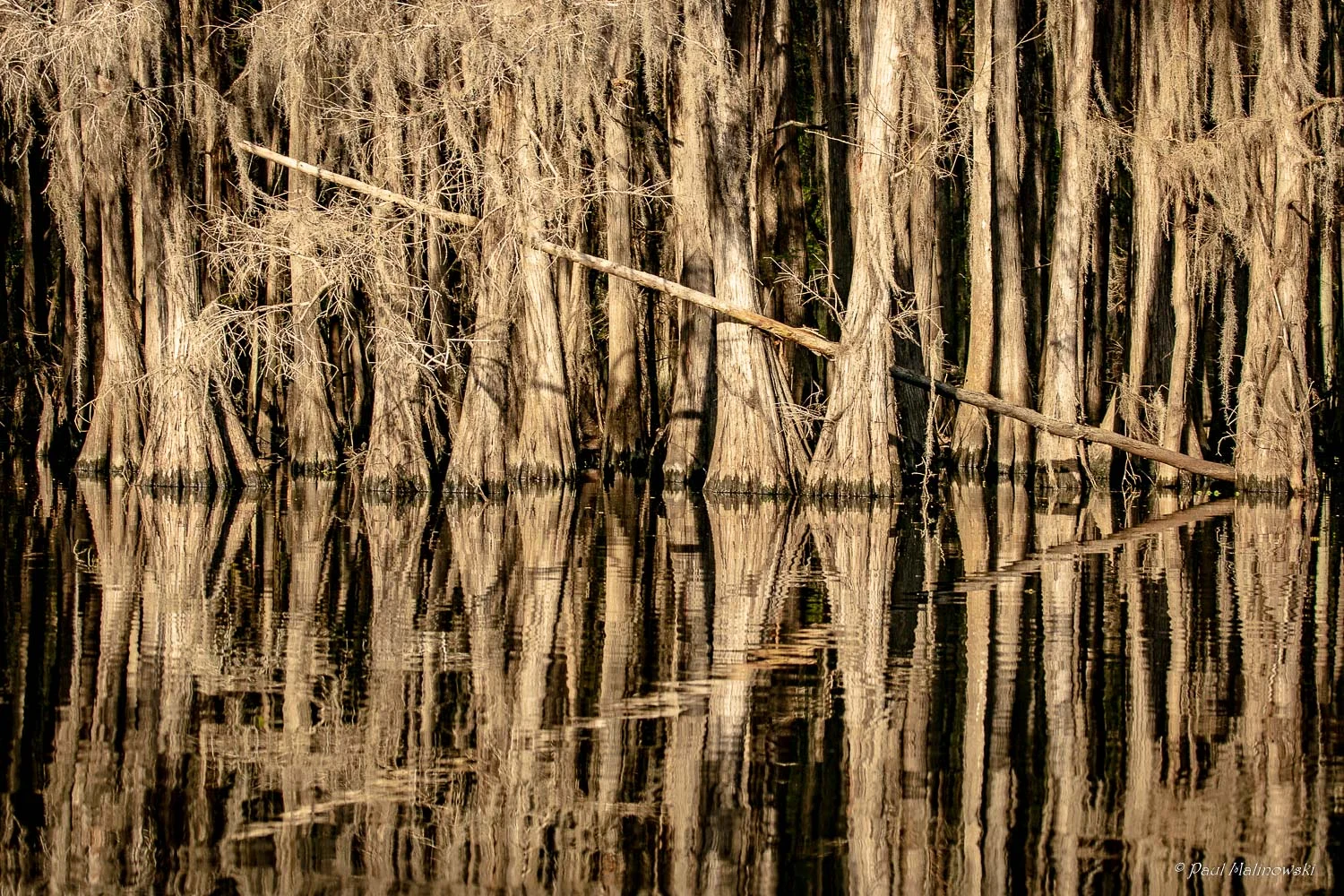 bayou gold