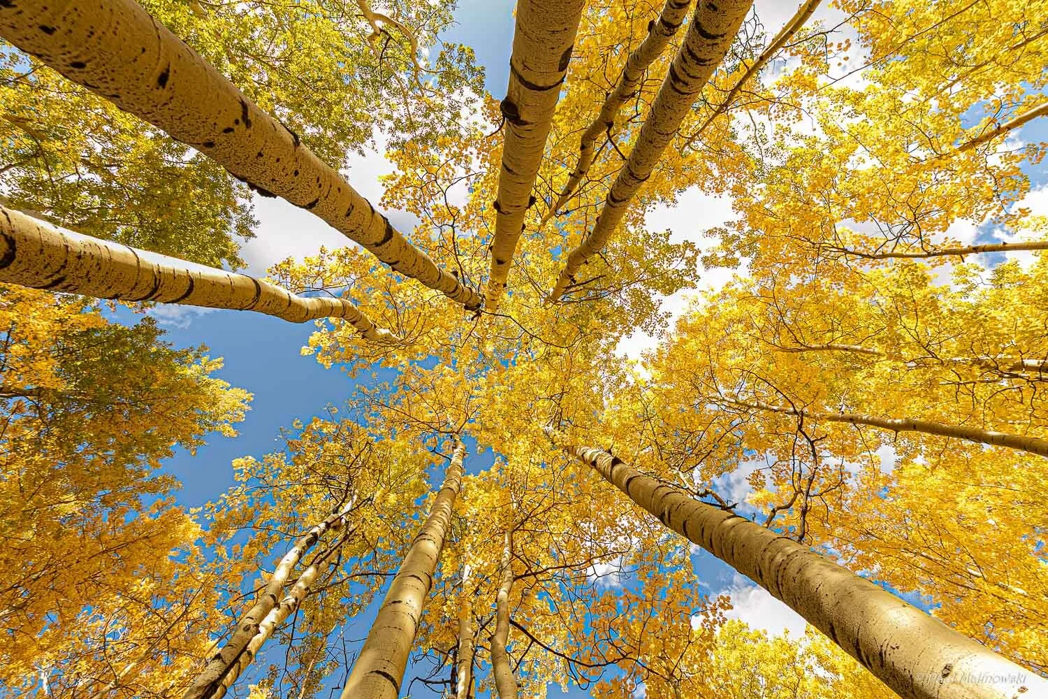 aspen grove