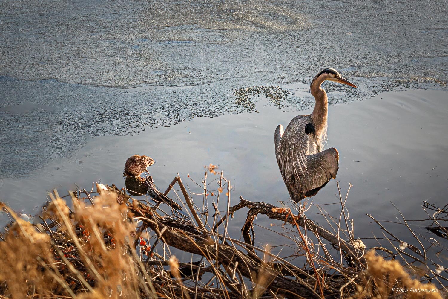 rat-and-heron-sitting-near-each-other