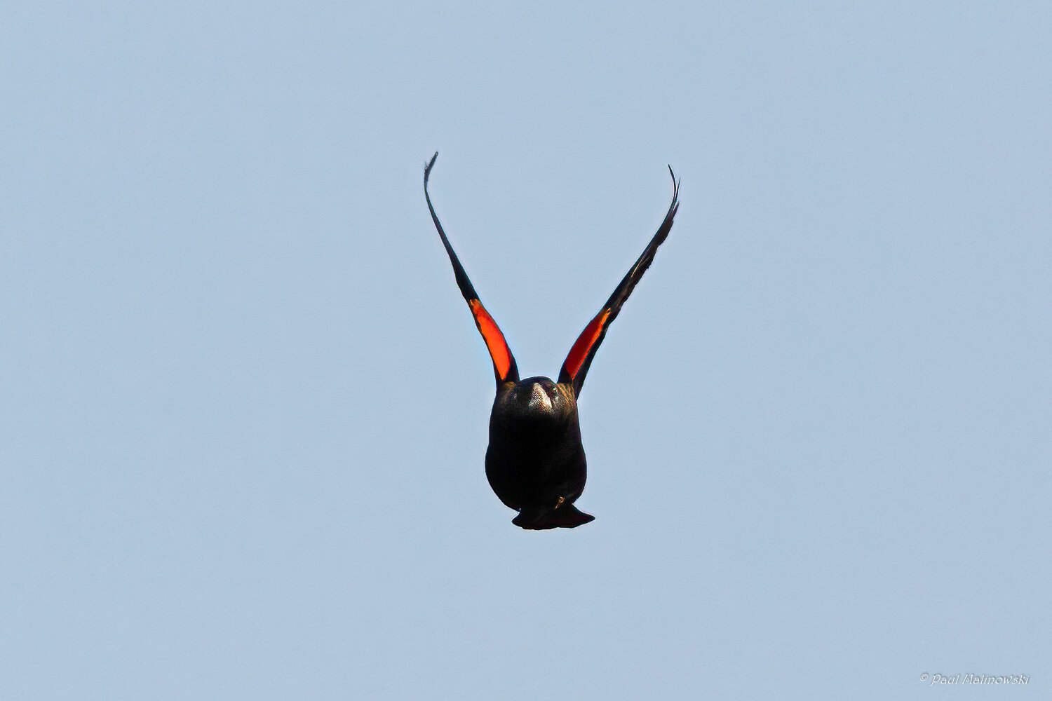 blackbird-wings-up