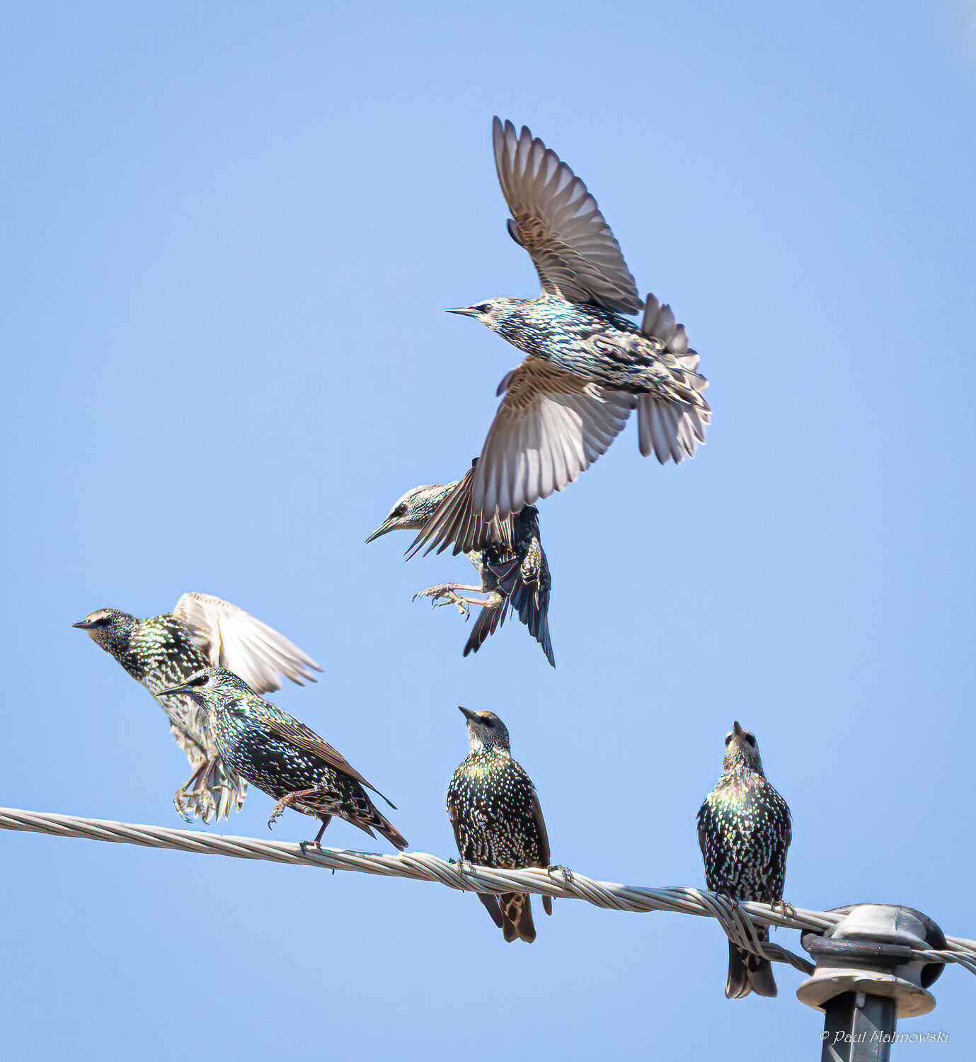 starlings-push-for-space