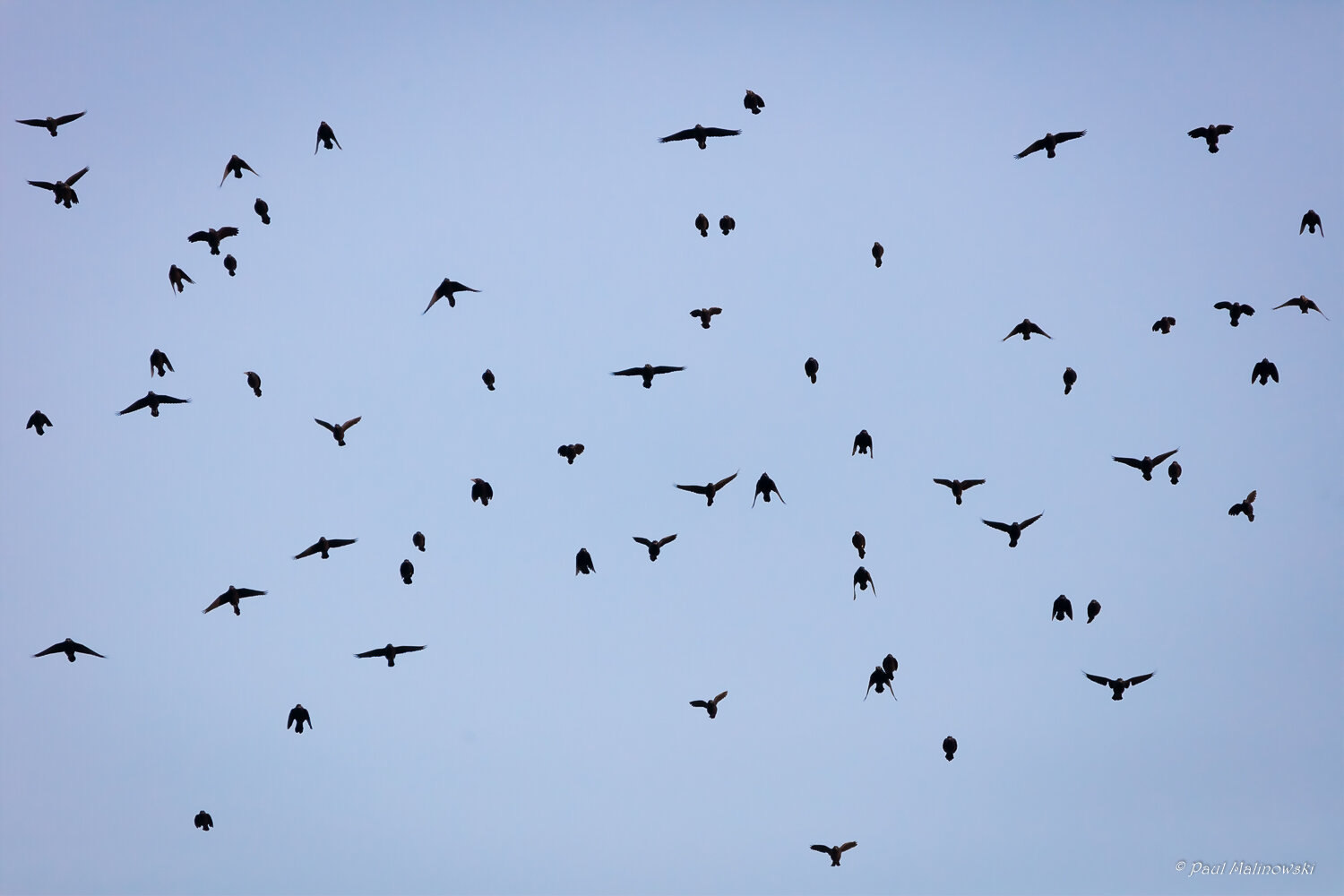 abstract-pattern-birds-in-flight