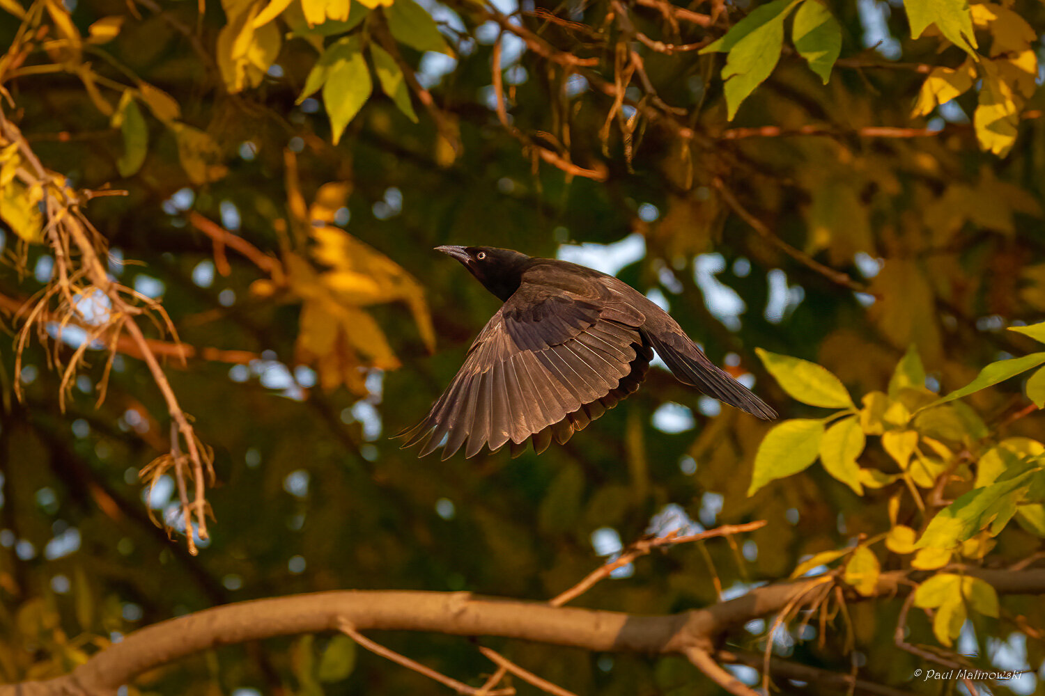 grackle-in-flight