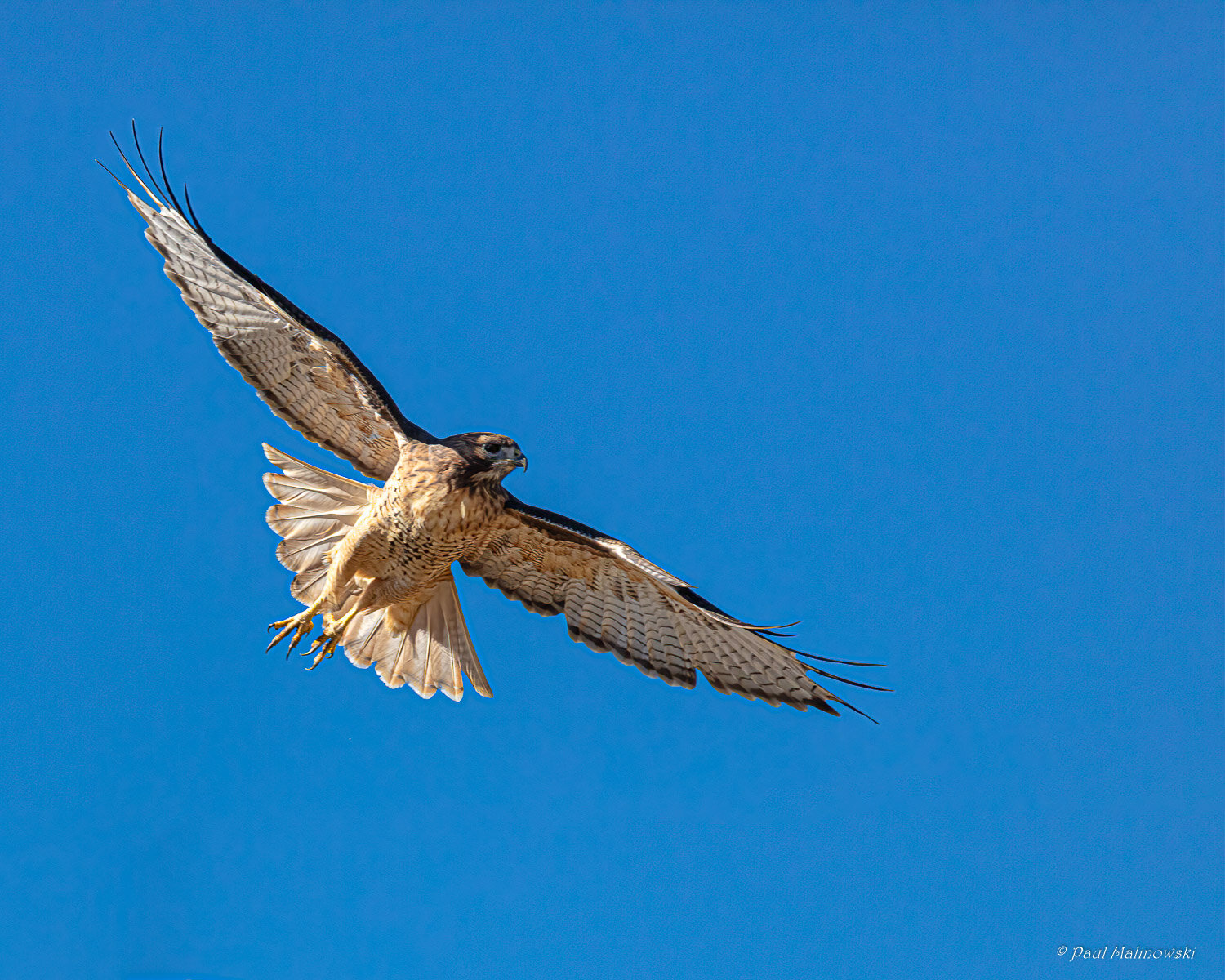 red-tailed hawk-in-flight