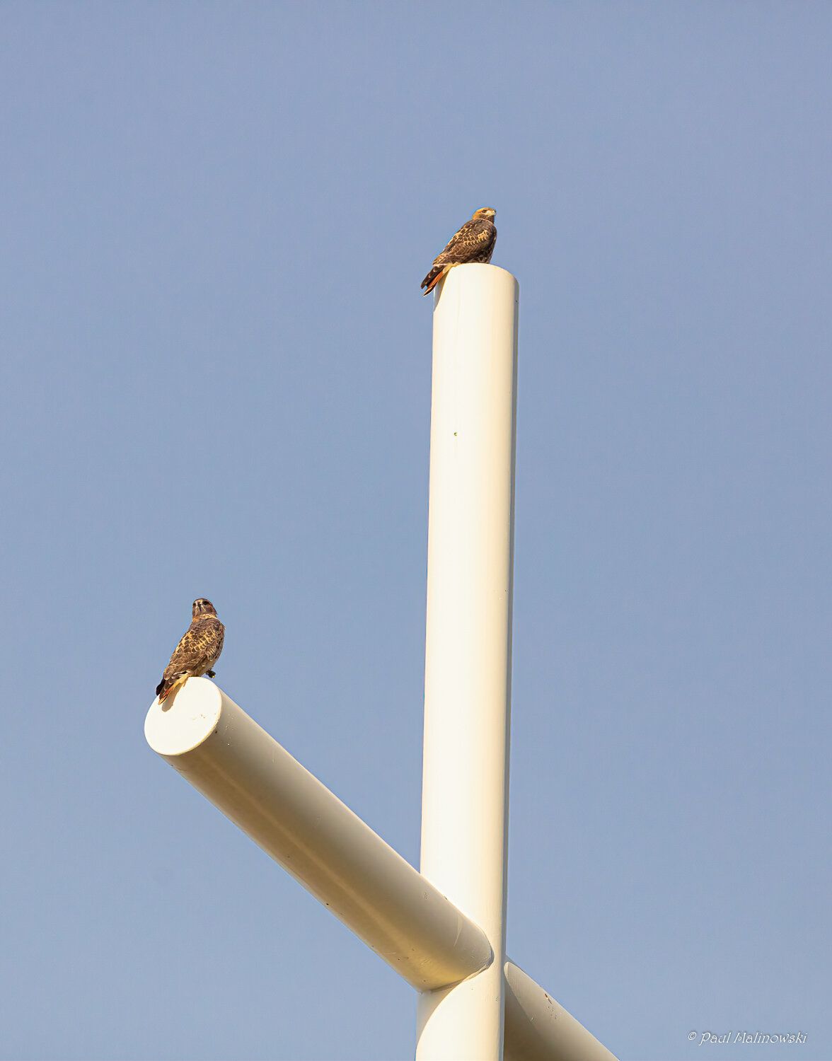 two-hawks-on-steeple