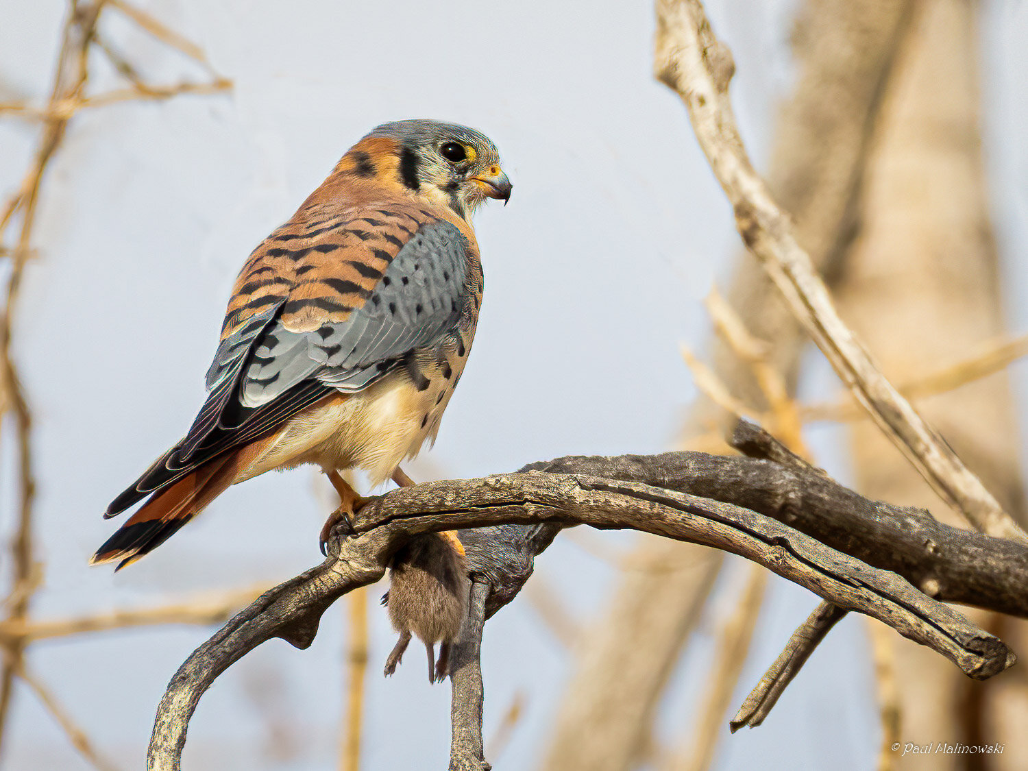 kestrel-with-mouse-in-talons