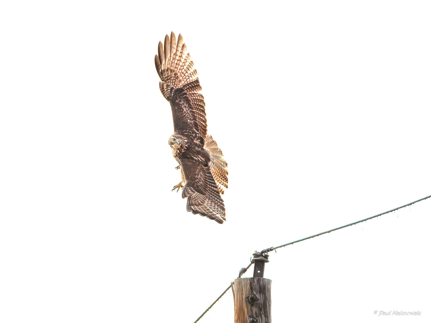 hawk-in-flight-with-vertical-wingspan