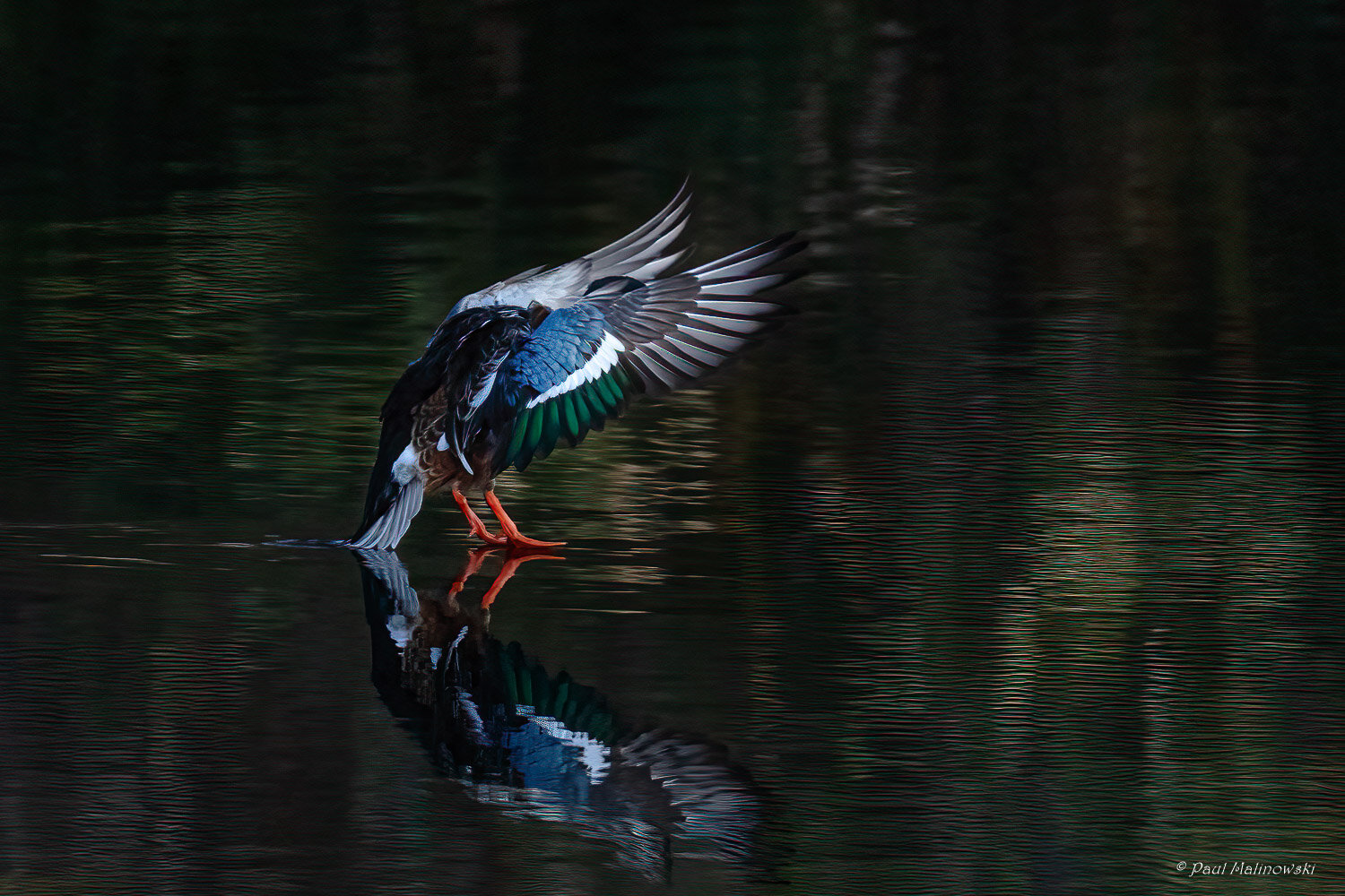 northern-shoveler-lands-on-water