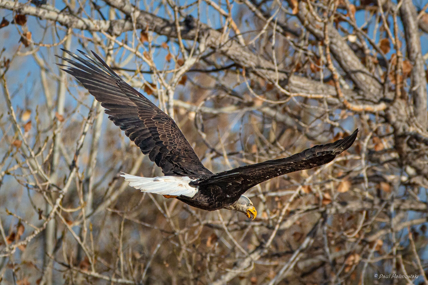 eagle-in-flight