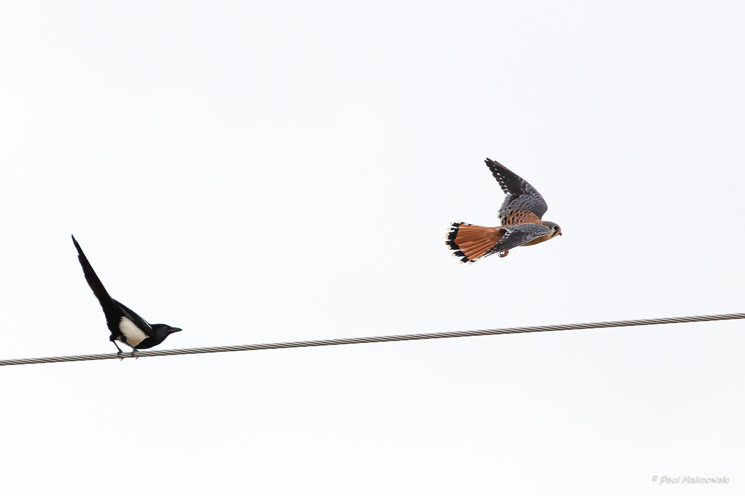 magpie-and-kestrel