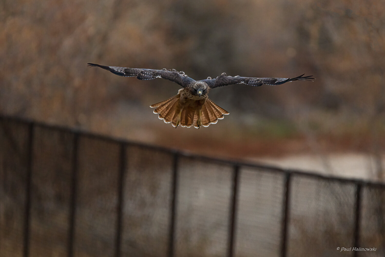 redtailed-hawk-in-flight
